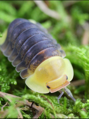 rubber ducky isopod