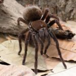 Theraphosa apophysis “Venezuela giant tarantula”