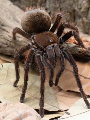 Theraphosa apophysis “Venezuela giant tarantula”