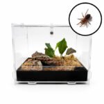 Tliltocatl albopilosus complete set MINI