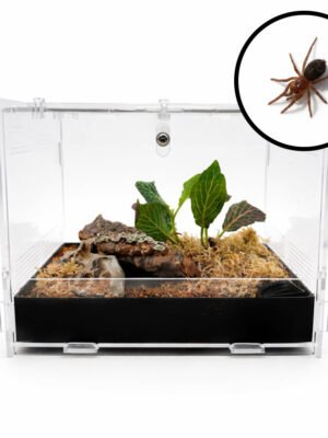 Tliltocatl albopilosus complete set MINI
