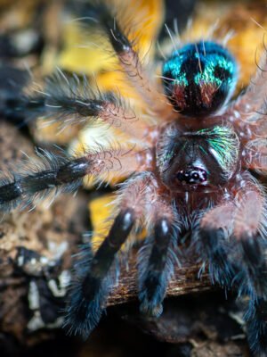 Type highlaena seladonia