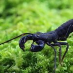 Typopeltis spec. Java “flagellate scorpion”