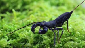 Typopeltis spec. Java “flagellate scorpion”