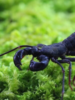 Typopeltis spec. Java “flagellate scorpion”