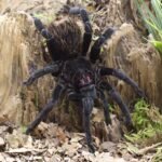 Xenesthis immanis