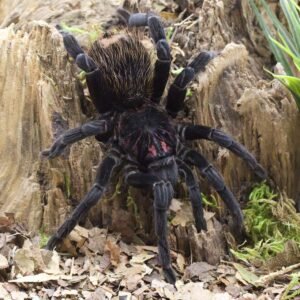 Xenesthis immanis