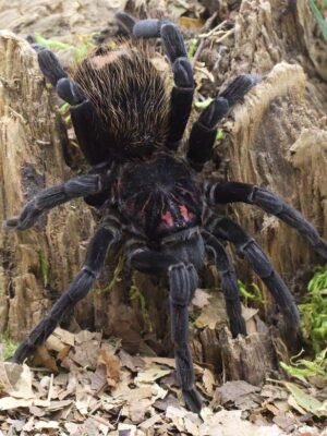 Xenesthis immanis