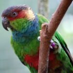 Conure Blue throated