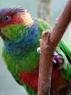Conure Blue throated