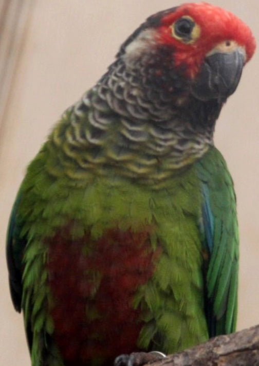 Conure Rosiefrons aka rose fronted - Image 4