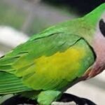 Moustached Parakeet