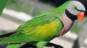 Moustached Parakeet