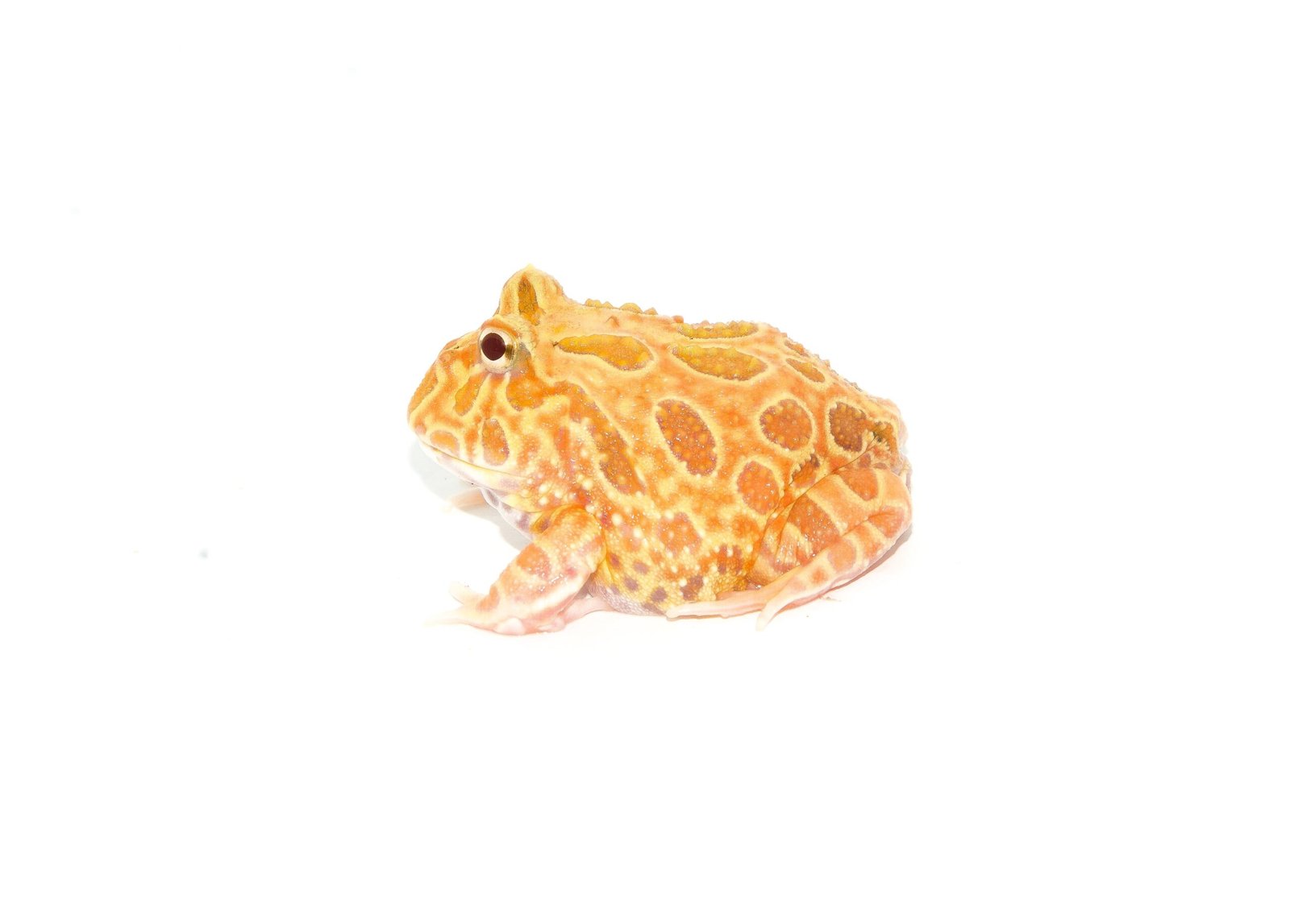 Strawberry Pacman Frog (Ceratophrys cranwelli) - Image 4