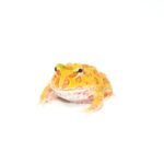 Albino Pacman Frogs