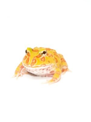 Albino Pacman Frogs