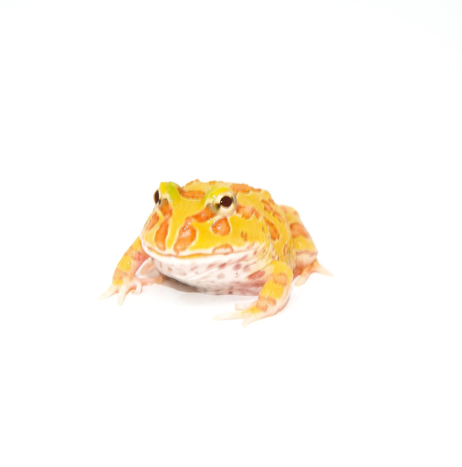 Albino Pacman Frogs
