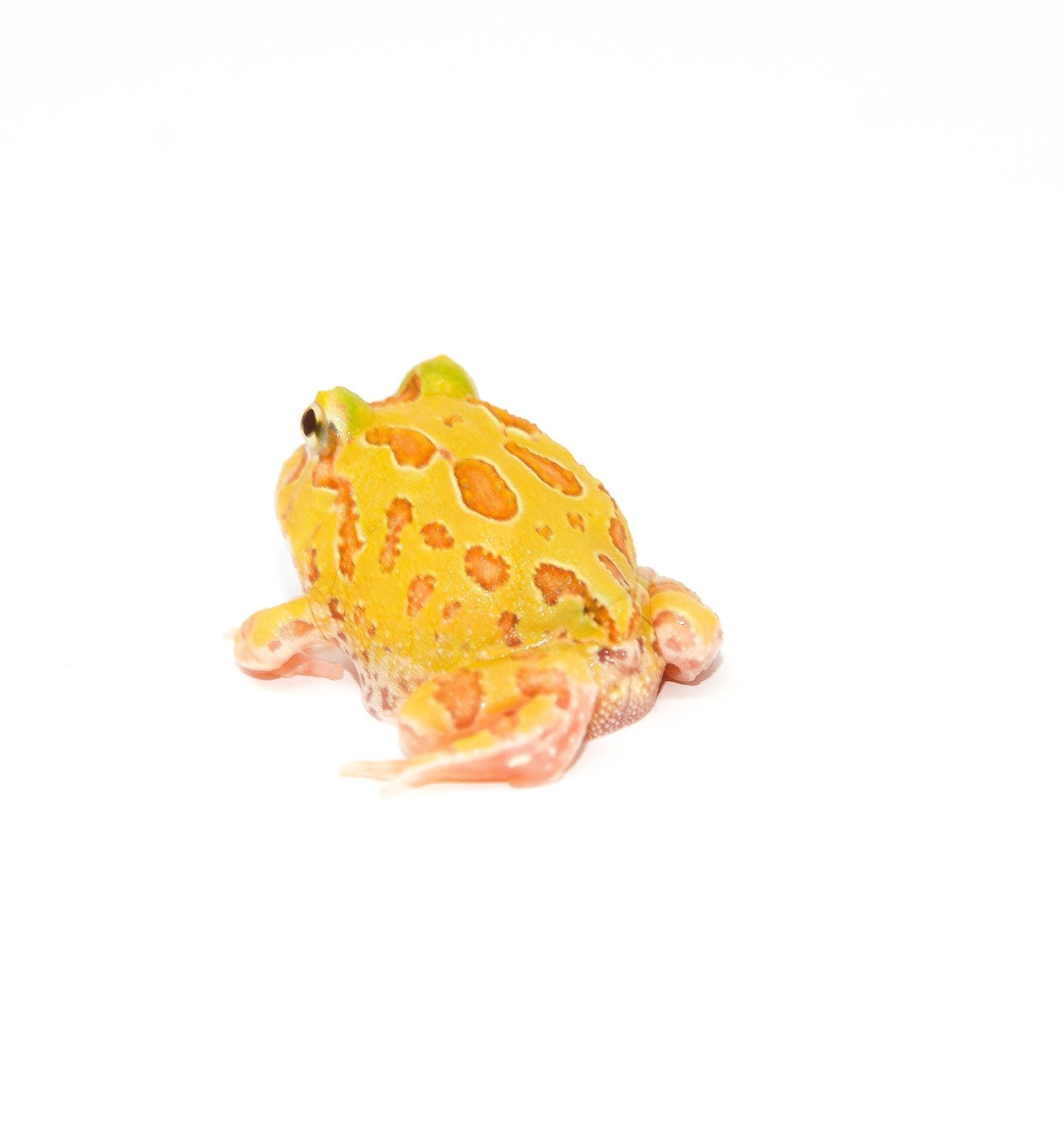 Albino Pacman Frogs - Image 2