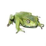 Waxy Monkey Tree Frog (Phylomedusa sauvagii)