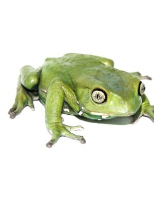 Waxy Monkey Tree Frog (Phylomedusa sauvagii)