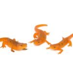 Red Eft (Notophthalmus viridescens)