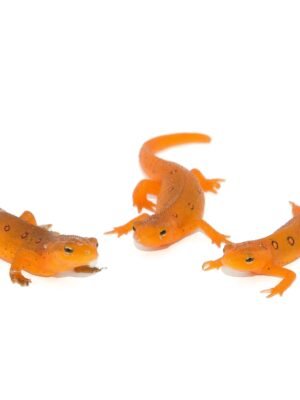 Red Eft (Notophthalmus viridescens)
