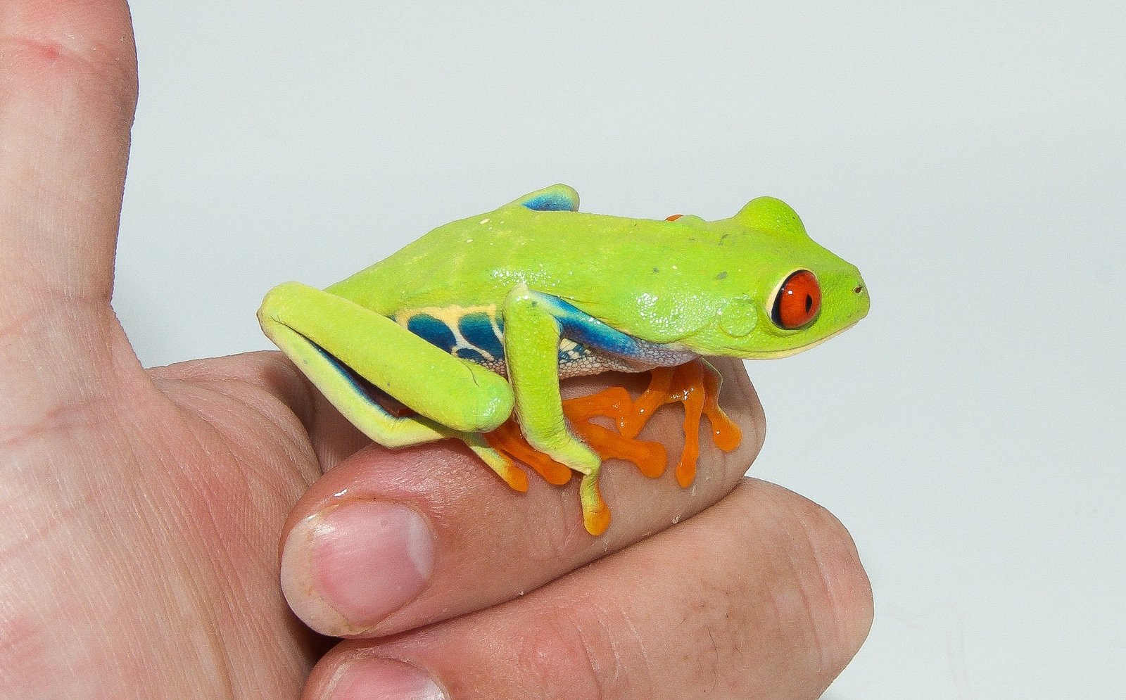 Red Eyed Tree Frog (Agalychnis callidryas) - Image 3