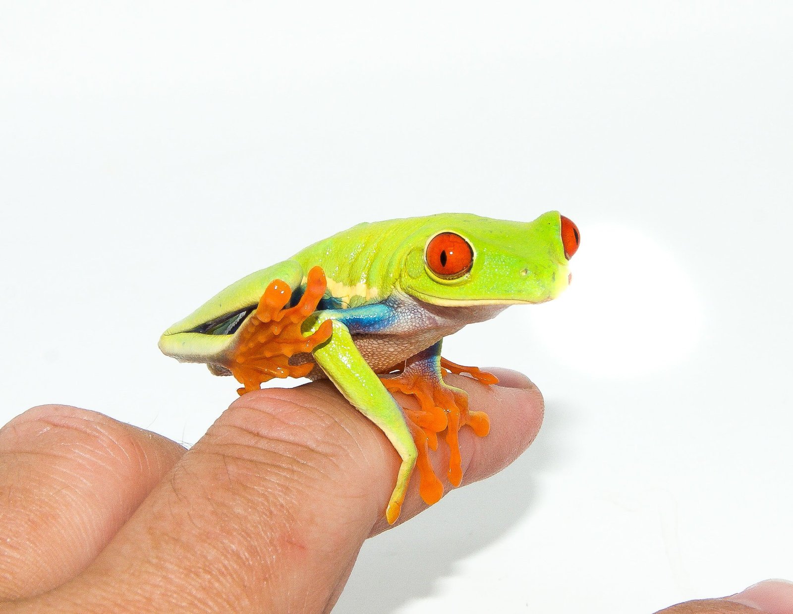 Red Eyed Tree Frog (Agalychnis callidryas) - Image 4