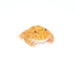 Strawberry Pacman Frog (Ceratophrys cranwelli)