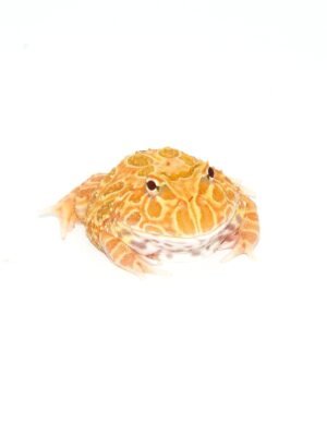 Strawberry Pacman Frog (Ceratophrys cranwelli)