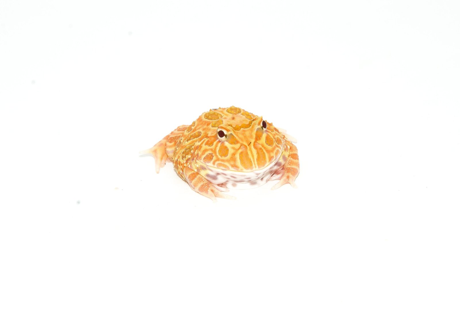Strawberry Pacman Frog (Ceratophrys cranwelli)