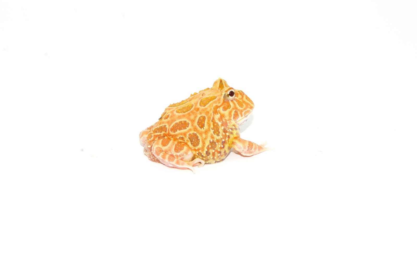 Strawberry Pacman Frog (Ceratophrys cranwelli) - Image 2