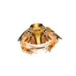Brazilian Horned Frog Babies (Ceratophrys aurita)