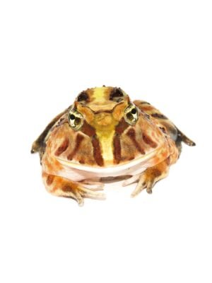 Brazilian Horned Frog Babies (Ceratophrys aurita)