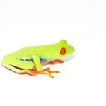 Red Eyed Tree Frog (Agalychnis callidryas)