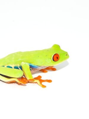 Red Eyed Tree Frog (Agalychnis callidryas)