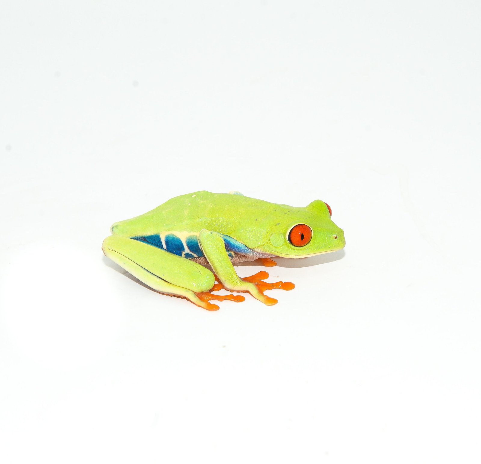 Red Eyed Tree Frog (Agalychnis callidryas) - Image 2