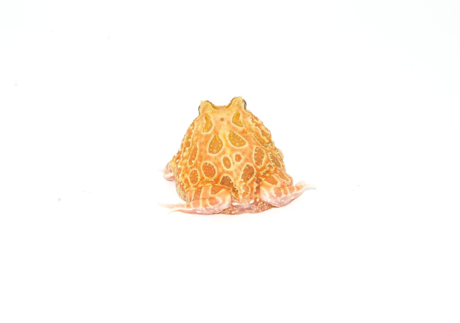 Strawberry Pacman Frog (Ceratophrys cranwelli) - Image 3