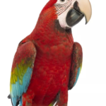 Macaw  Green-wing