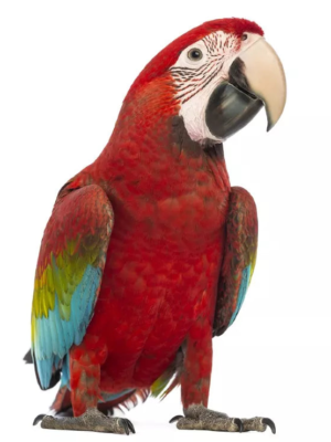 Macaw Green-wing