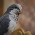 Quaker aka Monk Parakeet dark Grey