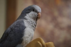 Quaker aka Monk Parakeet dark Grey
