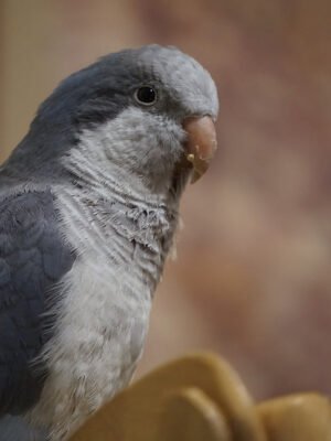 Quaker aka Monk Parakeet dark Grey