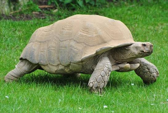 Sulcata Tortoise Care Guide: Size, Diet, Enclosure, Lifespan & Everything I’ve Learned After Years of Breeding Them (2026)
