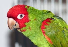 Conure Cherry Headed - Image 3
