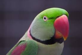 Alexandrine parakeet - Image 4