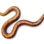 kenyan sand boa for sale