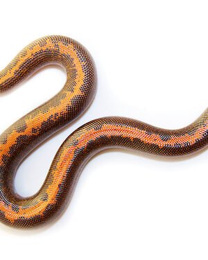 Kenyan Sand Boa For Sale (captive-bred babies)