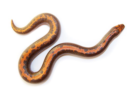 Kenyan Sand Boa Care Guide: Enclosure, Morphs, Feeding, Breeding & Everything I’ve Learned After Years of Keeping These Tiny Burrowers (2026)