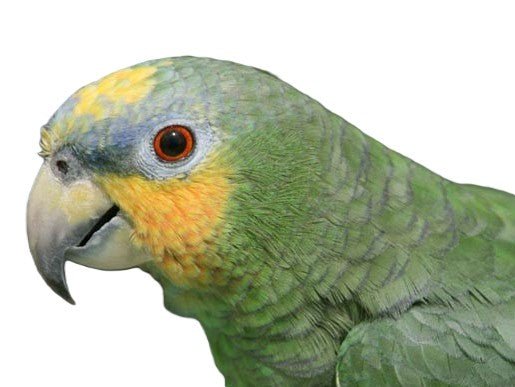 Amazon Orange-Winged - Image 2